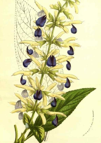 Reproducción/Reproduction 49587845622: Flore des serres et des jardins de l'Europe. A Gand :chez Louis van Houtte, eÌditeur,1845-1880.. 