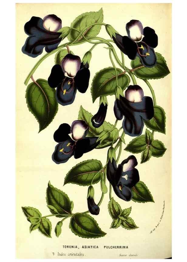 Reproducción/Reproduction 49587602846: Flore des serres et des jardins de l'Europe. A Gand :chez Louis van Houtte, eÌditeur,1845-1880.. 