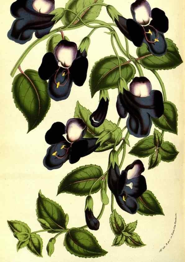 Reproducción/Reproduction 49587602846: Flore des serres et des jardins de l'Europe. A Gand :chez Louis van Houtte, eÌditeur,1845-1880.. 