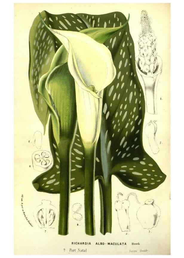 Reproducción/Reproduction 49587108608: Flore des serres et des jardins de l'Europe. A Gand :chez Louis van Houtte, eÌditeur,1845-1880.. 