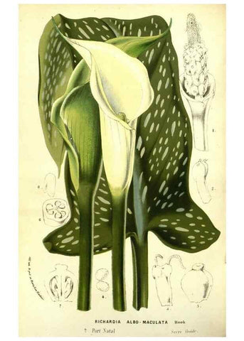 Reproducción/Reproduction 49587108608: Flore des serres et des jardins de l'Europe. A Gand :chez Louis van Houtte, eÌditeur,1845-1880.. 