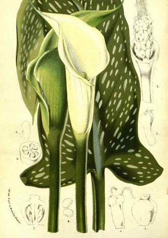 Reproducción/Reproduction 49587108608: Flore des serres et des jardins de l'Europe. A Gand :chez Louis van Houtte, eÌditeur,1845-1880.. 