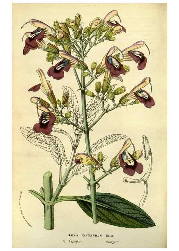 Reproducción/Reproduction 49587846557: Flore des serres et des jardins de l'Europe. A Gand :chez Louis van Houtte, eÌditeur,1845-1880.. 