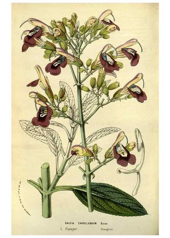 Reproducción/Reproduction 49587846557: Flore des serres et des jardins de l'Europe. A Gand :chez Louis van Houtte, eÌditeur,1845-1880.. 