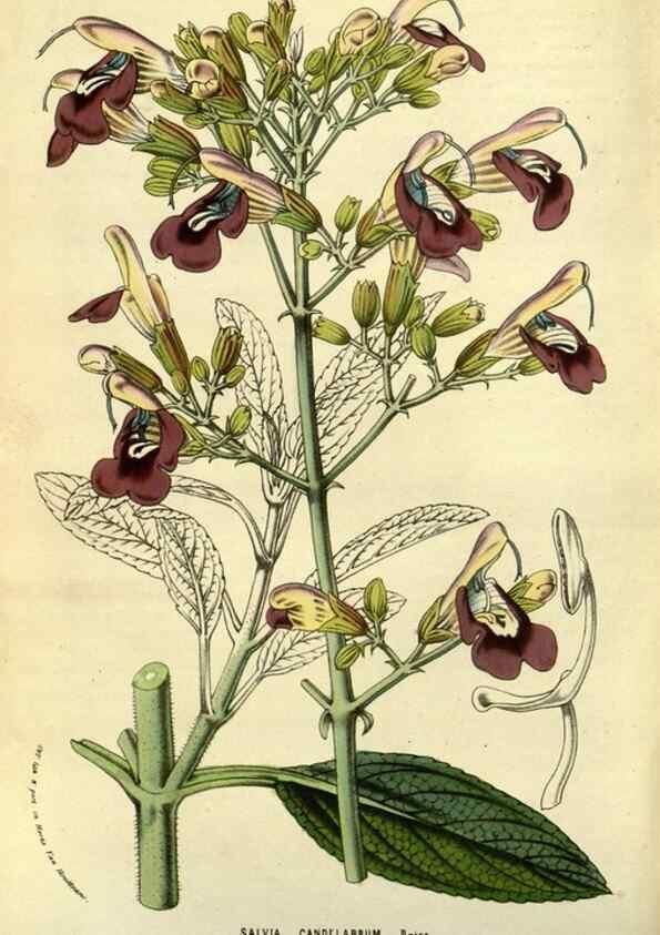Reproducción/Reproduction 49587846557: Flore des serres et des jardins de l'Europe. A Gand :chez Louis van Houtte, eÌditeur,1845-1880.. 