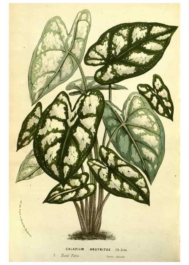 Reproducción/Reproduction 49587846707: Flore des serres et des jardins de l'Europe. A Gand :chez Louis van Houtte, eÌditeur,1845-1880.. 