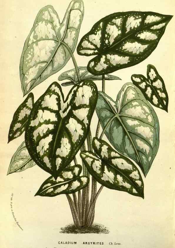 Reproducción/Reproduction 49587846707: Flore des serres et des jardins de l'Europe. A Gand :chez Louis van Houtte, eÌditeur,1845-1880.. 