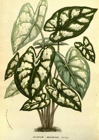 Reproducción/Reproduction 49587846707: Flore des serres et des jardins de l'Europe. A Gand :chez Louis van Houtte, eÌditeur,1845-1880.. 