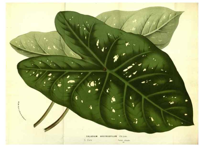 Reproducción/Reproduction 49587603676: Flore des serres et des jardins de l'Europe. A Gand :chez Louis van Houtte, eÌditeur,1845-1880.. 