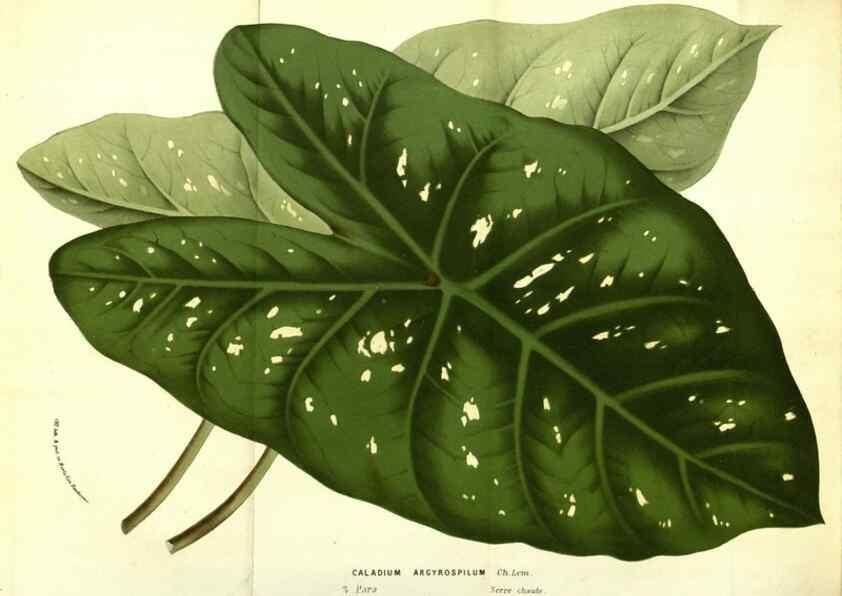 Reproducción/Reproduction 49587603676: Flore des serres et des jardins de l'Europe. A Gand :chez Louis van Houtte, eÌditeur,1845-1880.. 