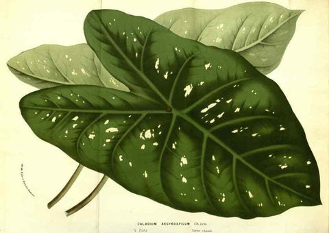 Reproducción/Reproduction 49587603676: Flore des serres et des jardins de l'Europe. A Gand :chez Louis van Houtte, eÌditeur,1845-1880.. 