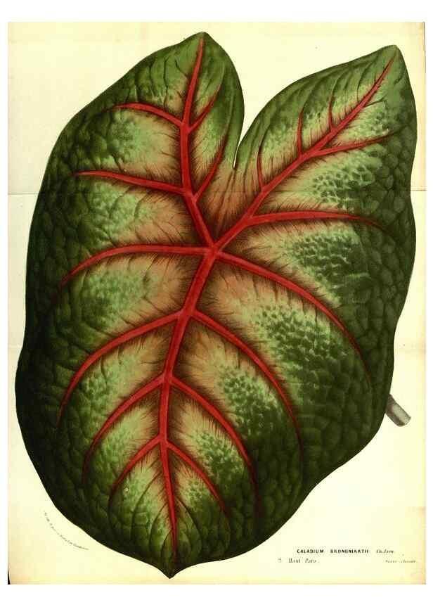 Reproducción/Reproduction 49587847197: Flore des serres et des jardins de l'Europe. A Gand :chez Louis van Houtte, eÌditeur,1845-1880.. 