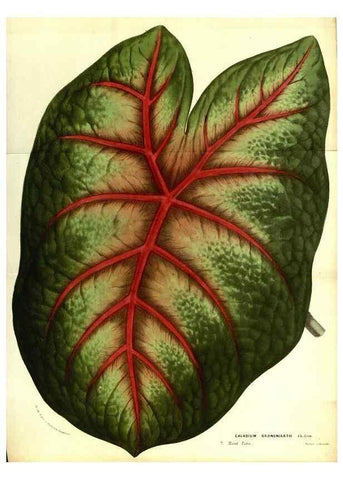 Reproducción/Reproduction 49587847197: Flore des serres et des jardins de l'Europe. A Gand :chez Louis van Houtte, eÌditeur,1845-1880.. 