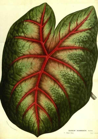 Reproducción/Reproduction 49587847197: Flore des serres et des jardins de l'Europe. A Gand :chez Louis van Houtte, eÌditeur,1845-1880.. 