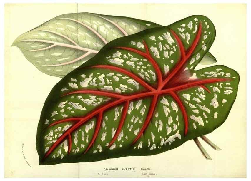 Reproducción/Reproduction 49587847322: Flore des serres et des jardins de l'Europe. A Gand :chez Louis van Houtte, eÌditeur,1845-1880.. 