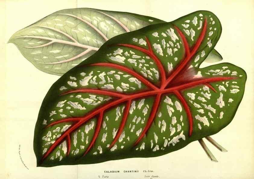 Reproducción/Reproduction 49587847322: Flore des serres et des jardins de l'Europe. A Gand :chez Louis van Houtte, eÌditeur,1845-1880.. 
