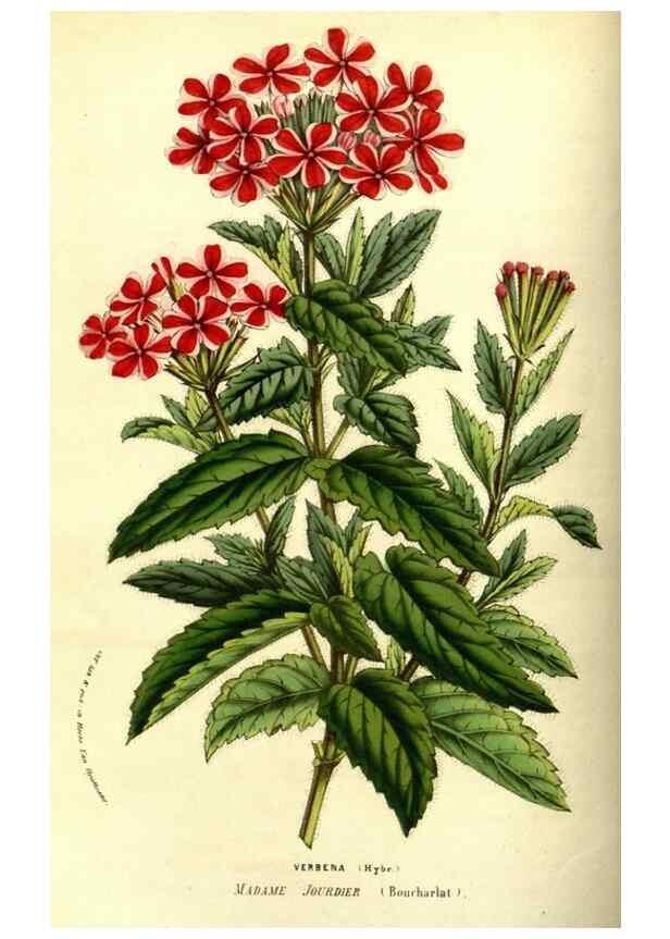 Reproducción/Reproduction 49587845882: Flore des serres et des jardins de l'Europe. A Gand :chez Louis van Houtte, eÌditeur,1845-1880.. 