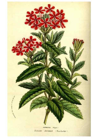 Reproducción/Reproduction 49587845882: Flore des serres et des jardins de l'Europe. A Gand :chez Louis van Houtte, eÌditeur,1845-1880.. 