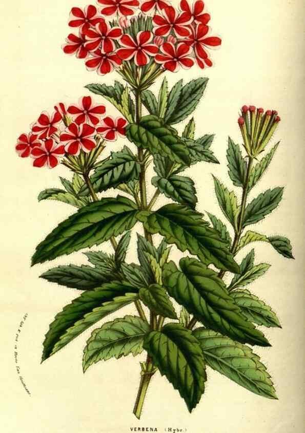 Reproducción/Reproduction 49587845882: Flore des serres et des jardins de l'Europe. A Gand :chez Louis van Houtte, eÌditeur,1845-1880.. 