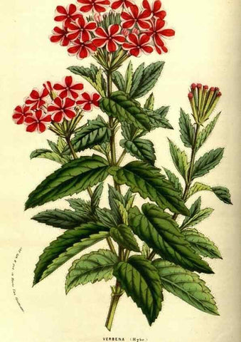 Reproducción/Reproduction 49587845882: Flore des serres et des jardins de l'Europe. A Gand :chez Louis van Houtte, eÌditeur,1845-1880.. 