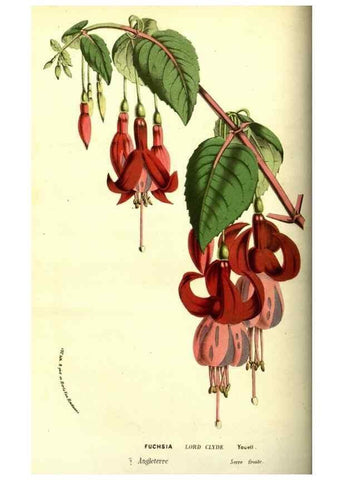 Reproducción/Reproduction 49587105838: Flore des serres et des jardins de l'Europe. A Gand :chez Louis van Houtte, eÌditeur,1845-1880.. 