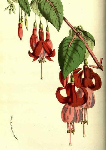 Reproducción/Reproduction 49587105838: Flore des serres et des jardins de l'Europe. A Gand :chez Louis van Houtte, eÌditeur,1845-1880.. 