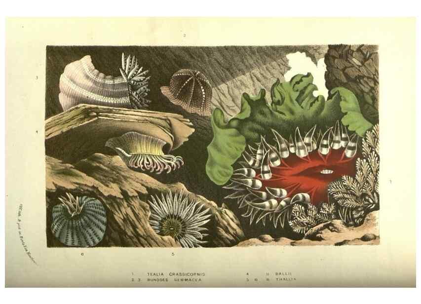 Reproducción/Reproduction 49587608441: Flore des serres et des jardins de l'Europe. A Gand :chez Louis van Houtte, eÌditeur,1845-1880.. 