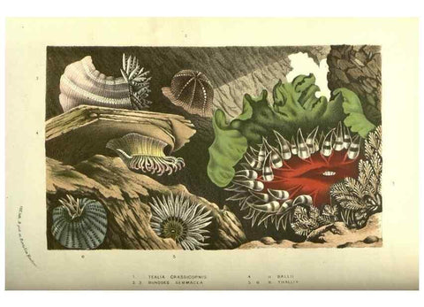 Reproducción/Reproduction 49587608441: Flore des serres et des jardins de l'Europe. A Gand :chez Louis van Houtte, eÌditeur,1845-1880.. 