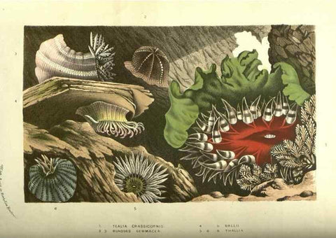 Reproducción/Reproduction 49587608441: Flore des serres et des jardins de l'Europe. A Gand :chez Louis van Houtte, eÌditeur,1845-1880.. 