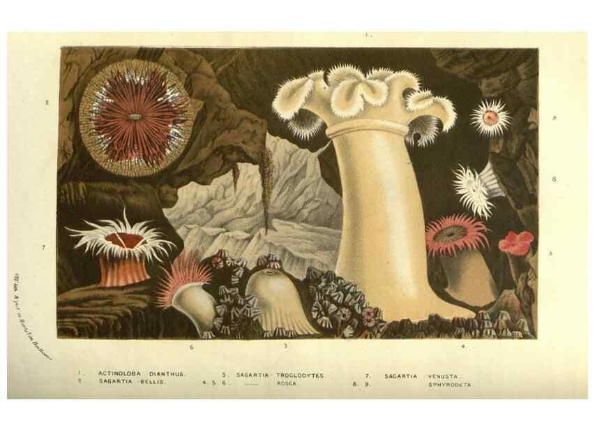 Reproducción/Reproduction 49587852347: Flore des serres et des jardins de l'Europe. A Gand :chez Louis van Houtte, eÌditeur,1845-1880.. 
