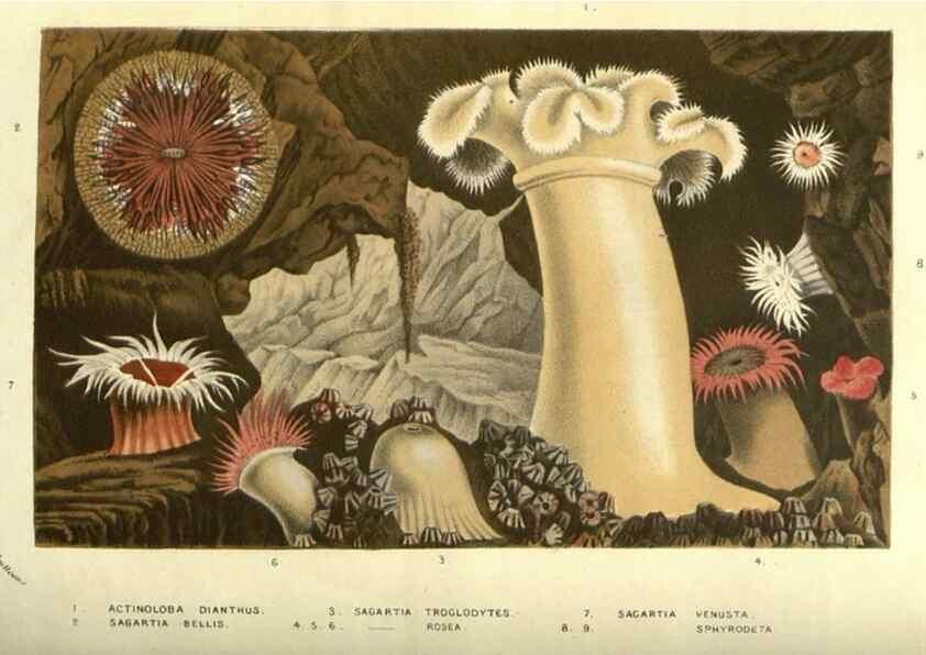 Reproducción/Reproduction 49587852347: Flore des serres et des jardins de l'Europe. A Gand :chez Louis van Houtte, eÌditeur,1845-1880.. 