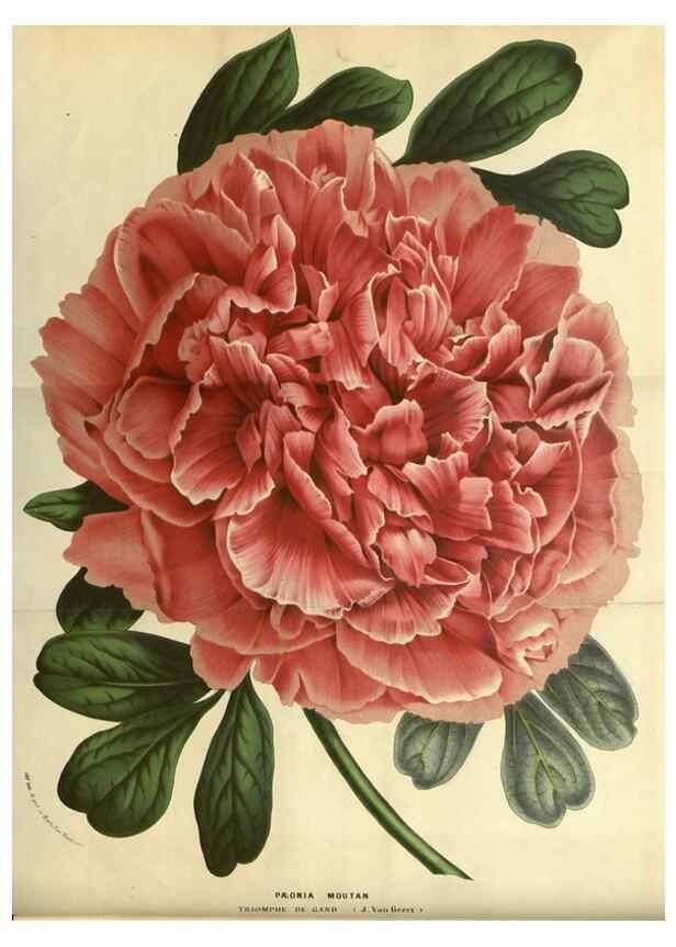 Reproducción/Reproduction 49587918762: Flore des serres et des jardins de l'Europe. A Gand :chez Louis van Houtte, eÌditeur,1845-1880.. 