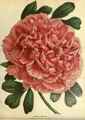 Reproducción/Reproduction 49587918762: Flore des serres et des jardins de l'Europe. A Gand :chez Louis van Houtte, eÌditeur,1845-1880.. 