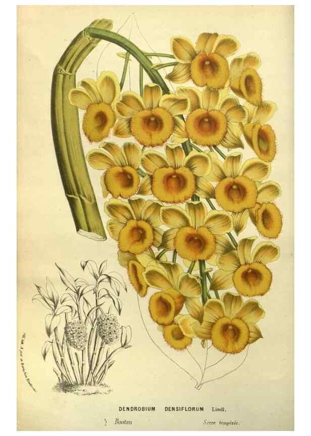 Reproducción/Reproduction 49587180973: Flore des serres et des jardins de l'Europe. A Gand :chez Louis van Houtte, eÌditeur,1845-1880.. 