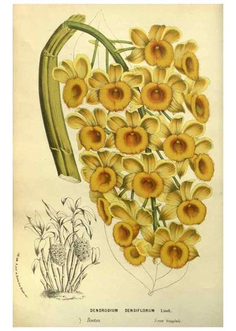 Reproducción/Reproduction 49587180973: Flore des serres et des jardins de l'Europe. A Gand :chez Louis van Houtte, eÌditeur,1845-1880.. 