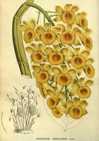 Reproducción/Reproduction 49587180973: Flore des serres et des jardins de l'Europe. A Gand :chez Louis van Houtte, eÌditeur,1845-1880.. 