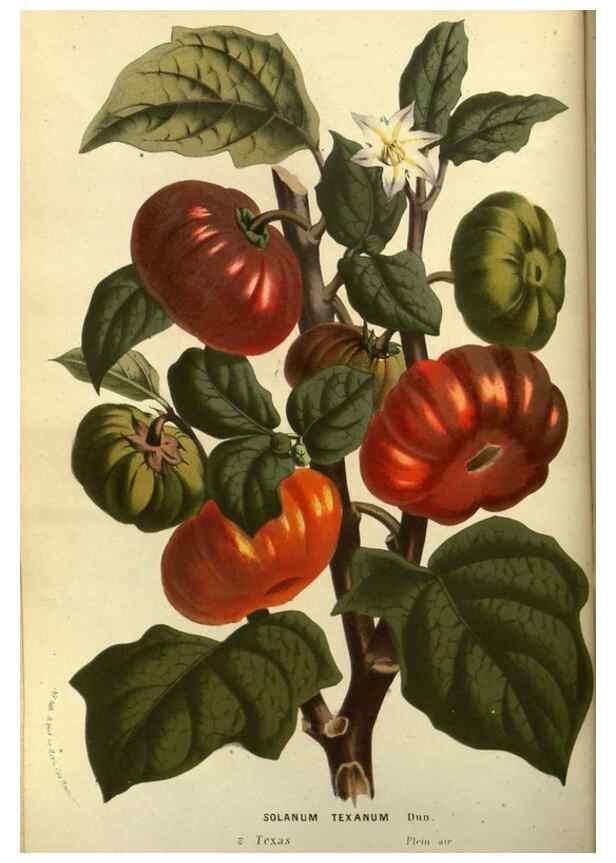 Reproducción/Reproduction 49587181598: Flore des serres et des jardins de l'Europe. A Gand :chez Louis van Houtte, eÌditeur,1845-1880.. 