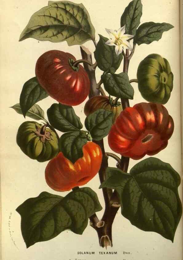 Reproducción/Reproduction 49587181598: Flore des serres et des jardins de l'Europe. A Gand :chez Louis van Houtte, eÌditeur,1845-1880.. 