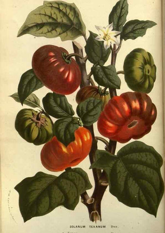 Reproducción/Reproduction 49587181598: Flore des serres et des jardins de l'Europe. A Gand :chez Louis van Houtte, eÌditeur,1845-1880.. 