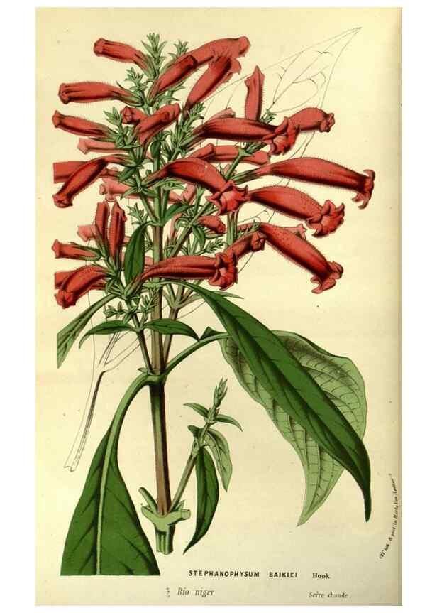 Reproducción/Reproduction 49587920117: Flore des serres et des jardins de l'Europe. A Gand :chez Louis van Houtte, eÌditeur,1845-1880.. 