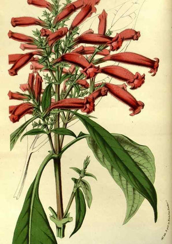 Reproducción/Reproduction 49587920117: Flore des serres et des jardins de l'Europe. A Gand :chez Louis van Houtte, eÌditeur,1845-1880.. 