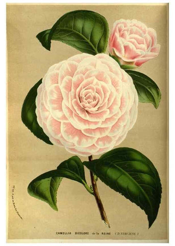 Reproducción/Reproduction 49587183113: Flore des serres et des jardins de l'Europe. A Gand :chez Louis van Houtte, eÌditeur,1845-1880.. 
