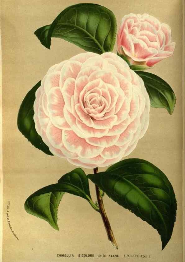 Reproducción/Reproduction 49587183113: Flore des serres et des jardins de l'Europe. A Gand :chez Louis van Houtte, eÌditeur,1845-1880.. 