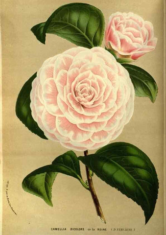 Reproducción/Reproduction 49587183113: Flore des serres et des jardins de l'Europe. A Gand :chez Louis van Houtte, eÌditeur,1845-1880.. 