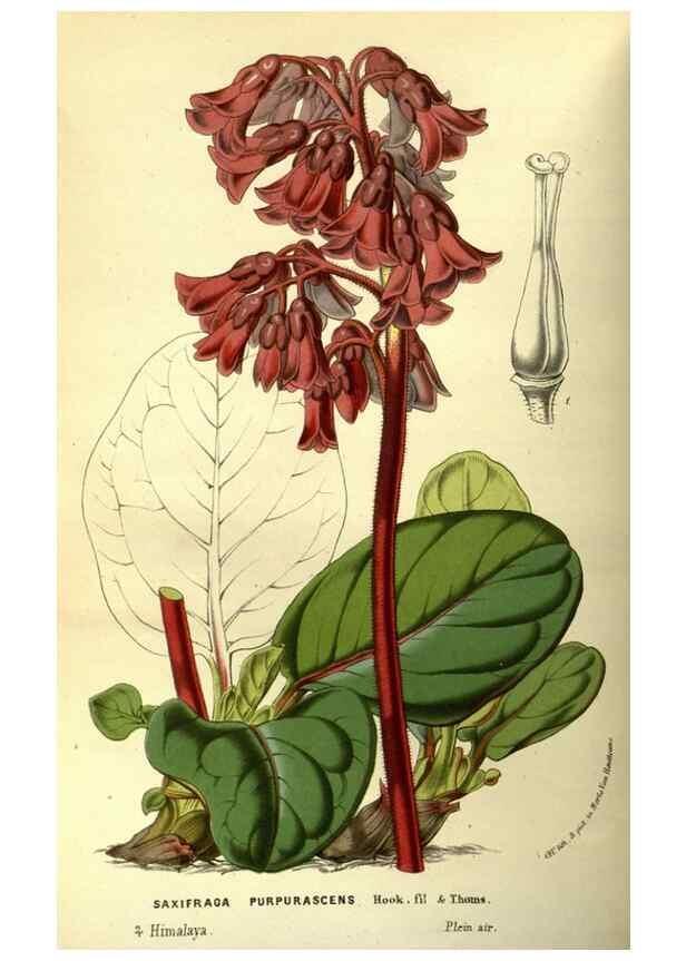 Reproducción/Reproduction 49587921337: Flore des serres et des jardins de l'Europe. A Gand :chez Louis van Houtte, eÌditeur,1845-1880.. 