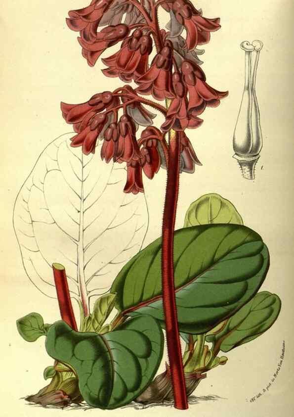 Reproducción/Reproduction 49587921337: Flore des serres et des jardins de l'Europe. A Gand :chez Louis van Houtte, eÌditeur,1845-1880.. 