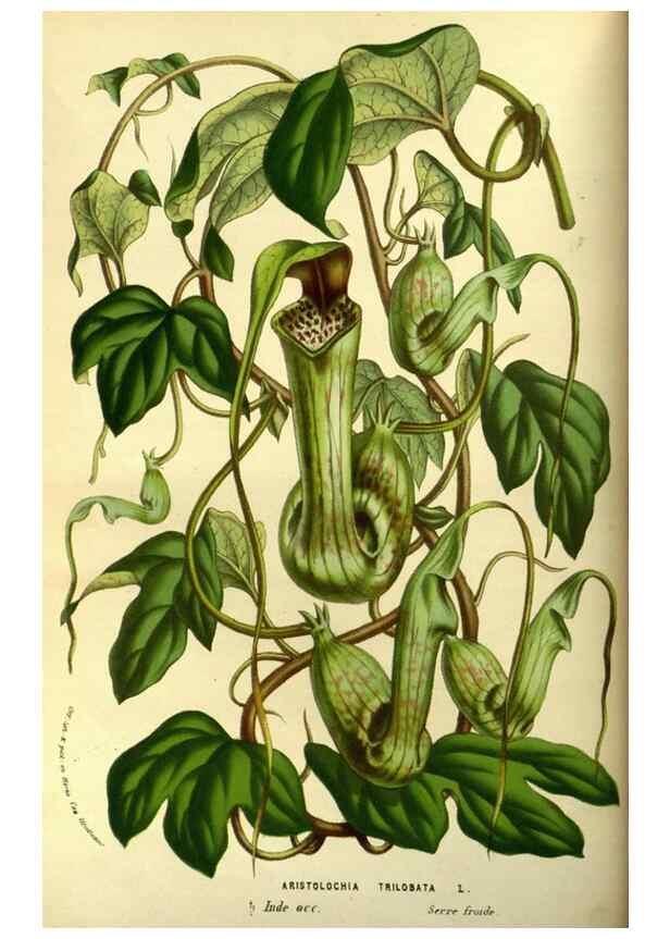 Reproducción/Reproduction 49587921612: Flore des serres et des jardins de l'Europe. A Gand :chez Louis van Houtte, eÌditeur,1845-1880.. 