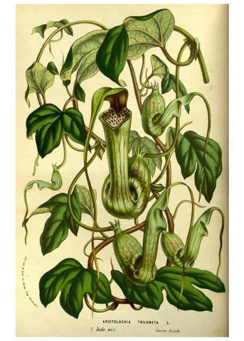 Reproducción/Reproduction 49587921612: Flore des serres et des jardins de l'Europe. A Gand :chez Louis van Houtte, eÌditeur,1845-1880.. 