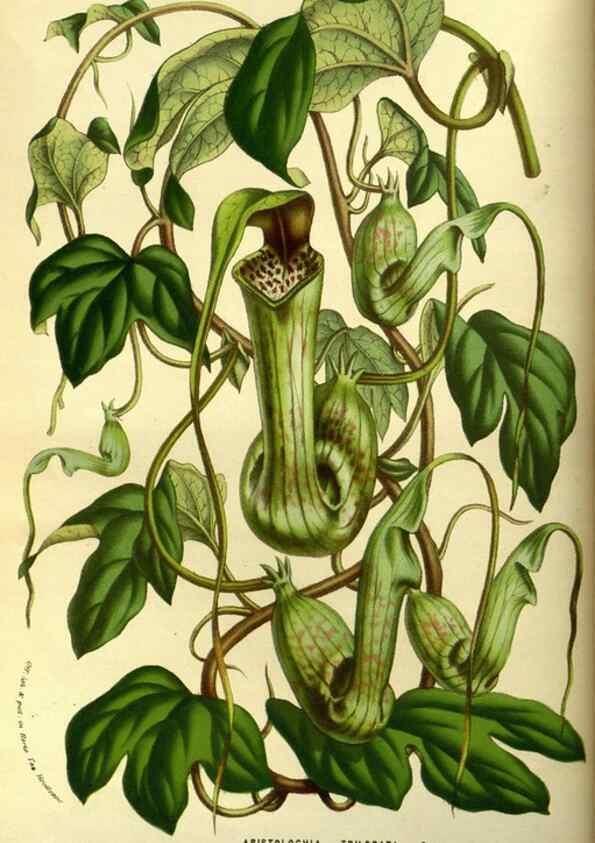 Reproducción/Reproduction 49587921612: Flore des serres et des jardins de l'Europe. A Gand :chez Louis van Houtte, eÌditeur,1845-1880.. 