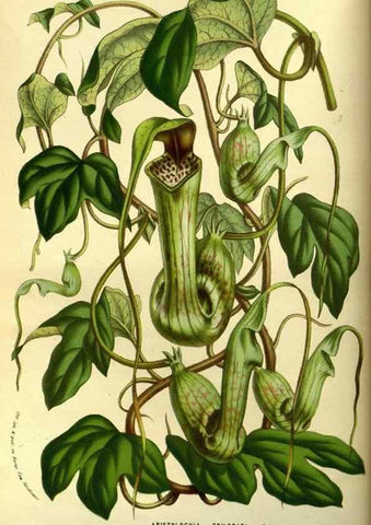 Reproducción/Reproduction 49587921612: Flore des serres et des jardins de l'Europe. A Gand :chez Louis van Houtte, eÌditeur,1845-1880.. 